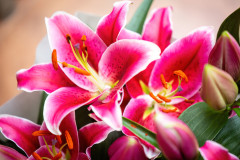 Pesthy-Marton-PES_6108-20251113